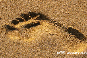 抖音中现存的风口项目,赚创作金